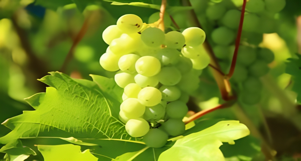 Grapes - Nature's Nutritional Gems